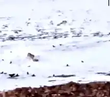 Ağrı Diyadin'de Aç Kurt Köpeği Parçaladı