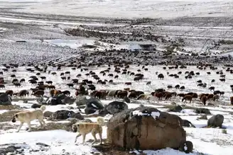 Doğu Anadolu'da Erken Kar, Çobanları Yolda Yakaladı