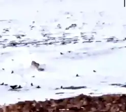 Ağrı Diyadin'de Aç Kurt Köpeği Parçaladı