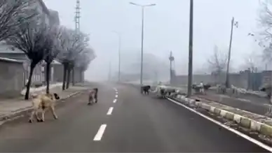 Başıboş Köpekler Tehlikesi: Halk Korkuyor!
