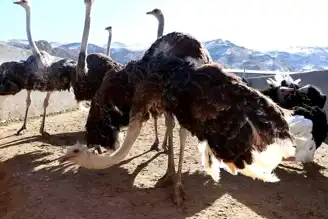 Ağrı'da Devekuşu Çiftliği: 20 Bin Yavru Hedefi
