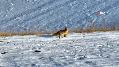 Ağrı'da Kızıl Tilki Dondurucu Soğukta Yiyecek Arıyor