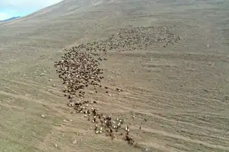 Dağlarda Zorlu Çobanlık Hayatı