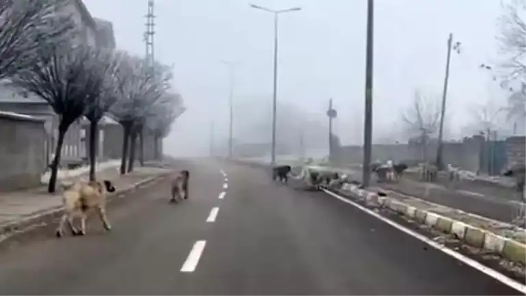 Başıboş Köpekler Tehlikesi: Halk Korkuyor!