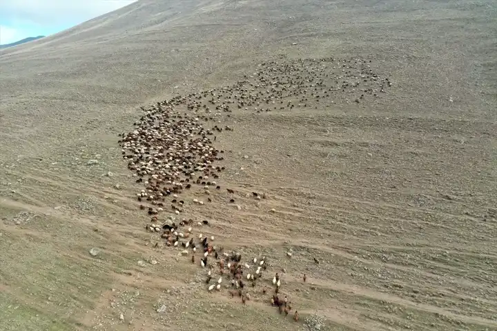 Dağlarda Zorlu Çobanlık Hayatı